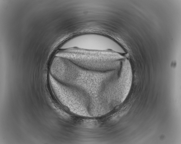 X0000097290446200803071735