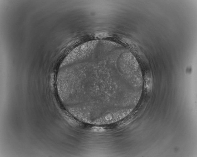 X0000097290519200803071734