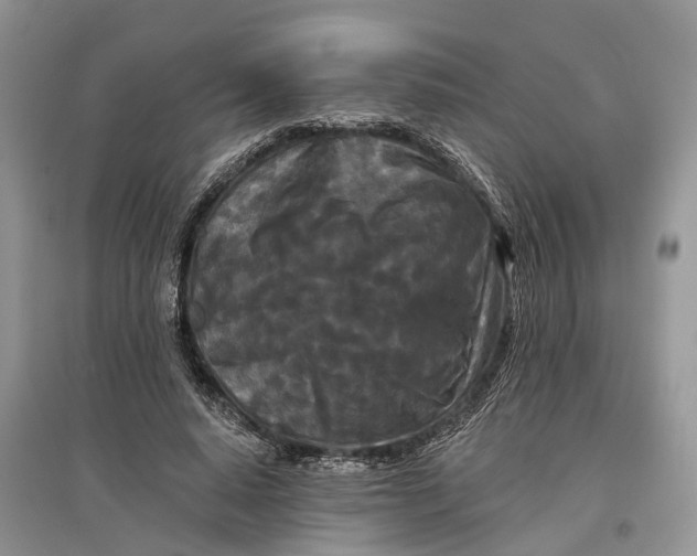 X0000097290640200803071733