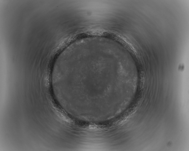 X0000097290641200803071733