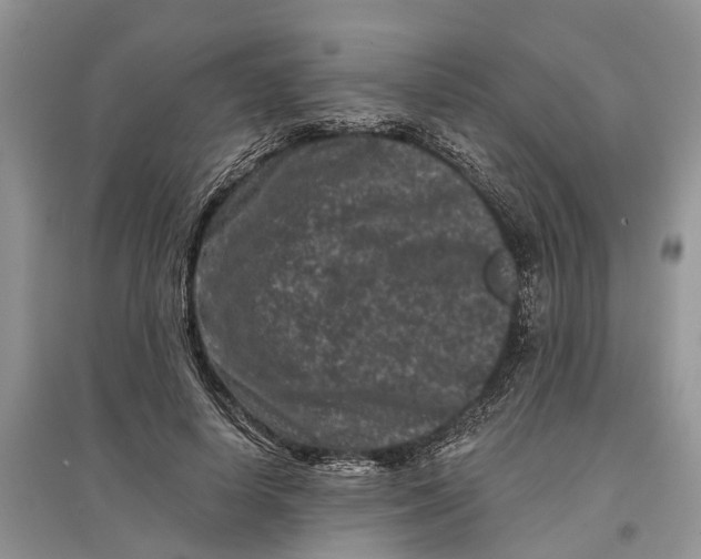 X0000097290642200803071733
