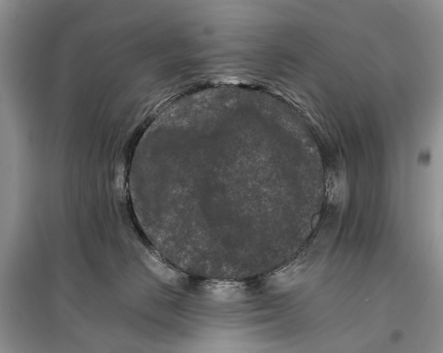 X0000097290670200803071733