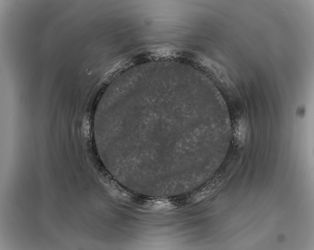 X0000097290715200803071732