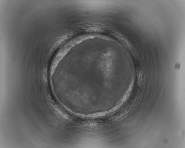 X0000097290729200803071731