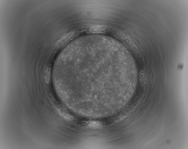 X0000097290741200803071731