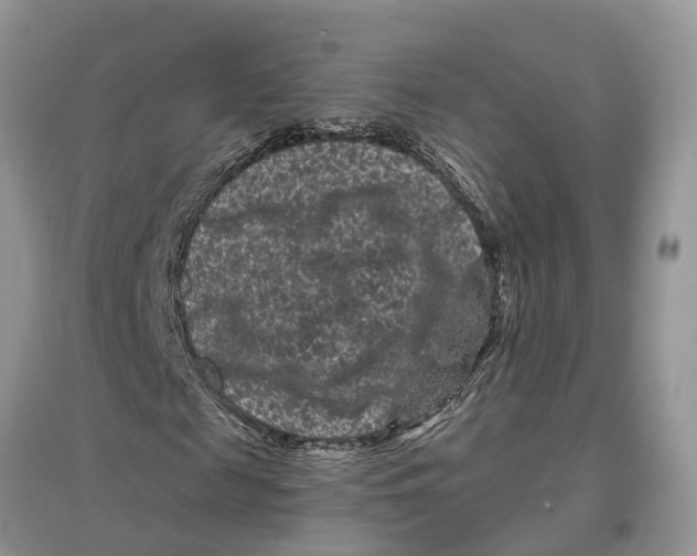 X0000097290817200803071730
