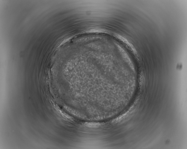X0000097290825200803071730