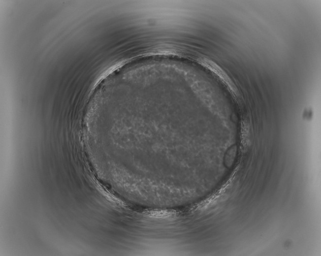 X0000097290826200803071730