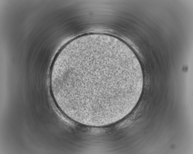 X0000097290848200803071730