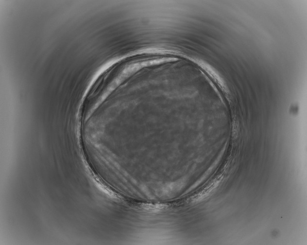 X0000097290854200803071730