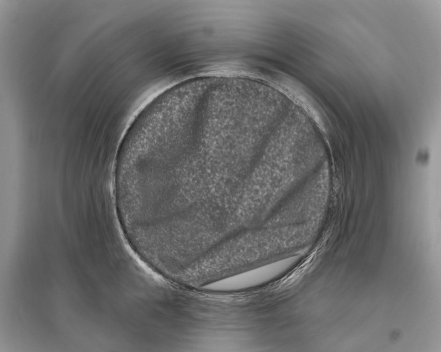 X0000097290855200803071730