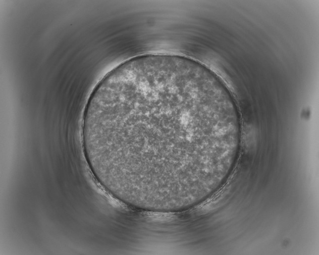 X0000097290856200803071730
