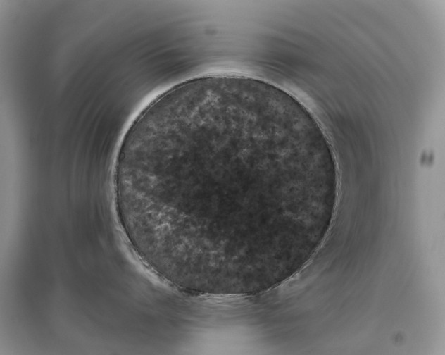 X0000097290864200803071731