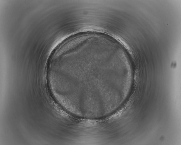 X0000097290877200803071730