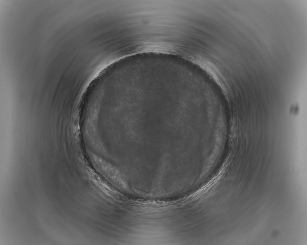 X0000097290923200803071729