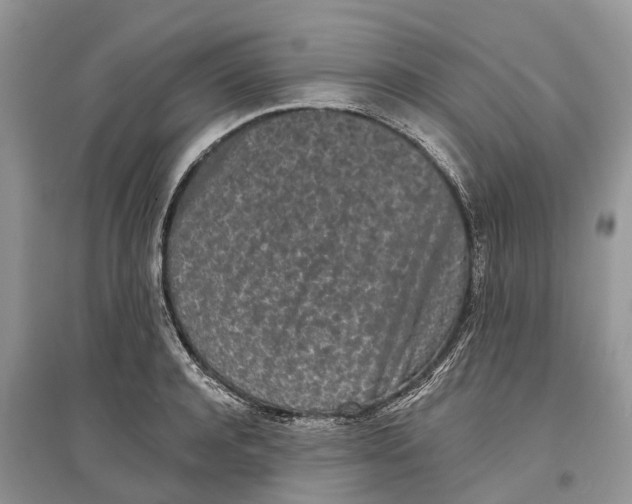 X0000097290944200803071729