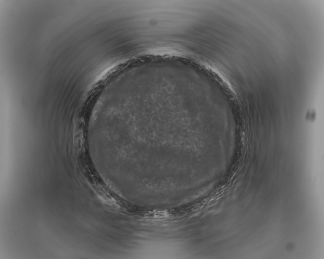 X0000097290968200803071729