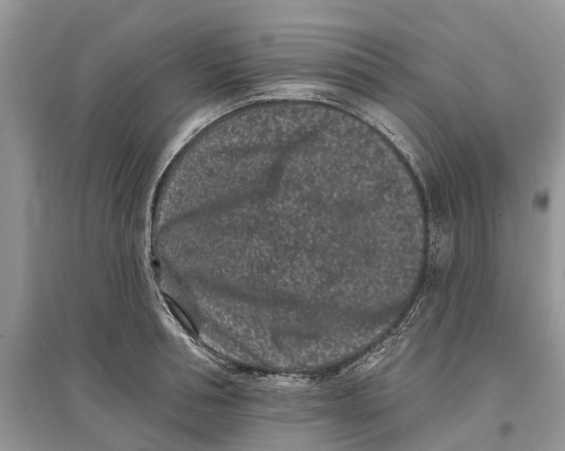 X0000097290994200803071728