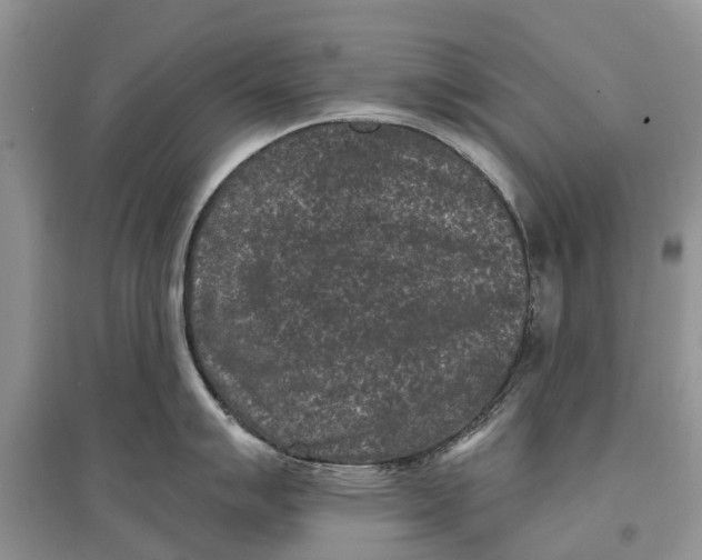 X0000097291007200803071728