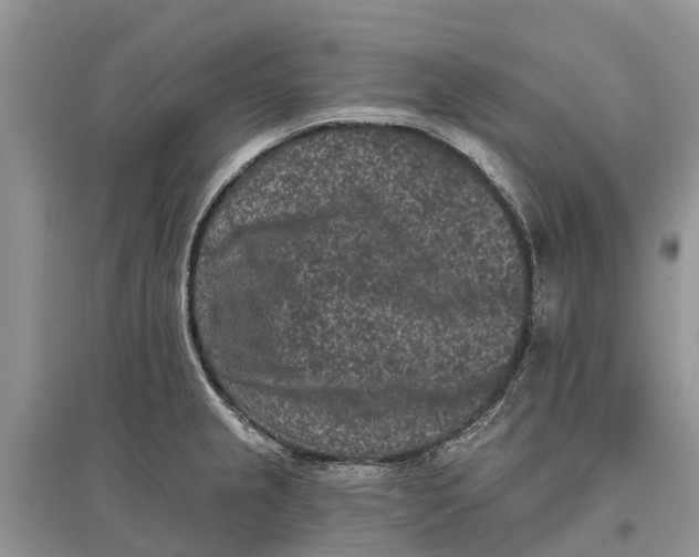 X0000097291237200803071725