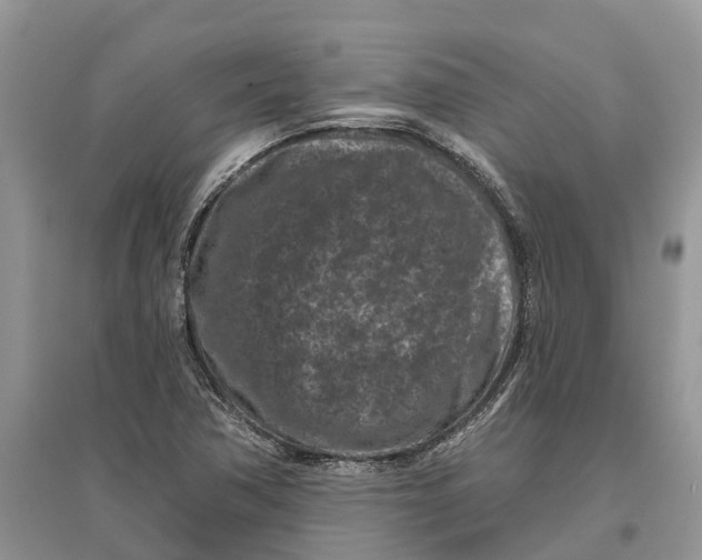 X0000097291362200803071723