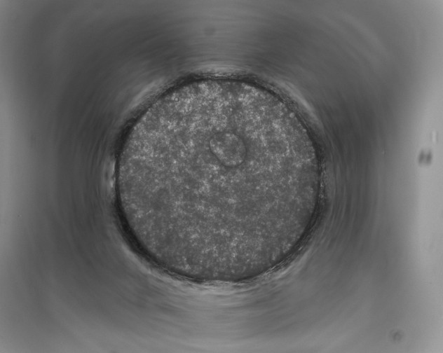 X0000097290024200803141520