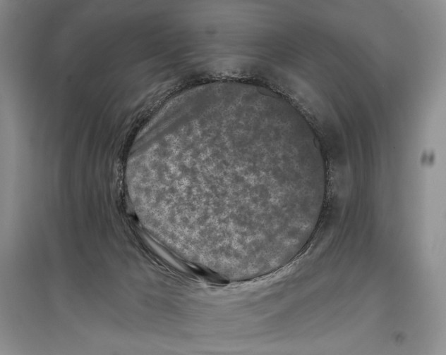 X0000097290029200803141520