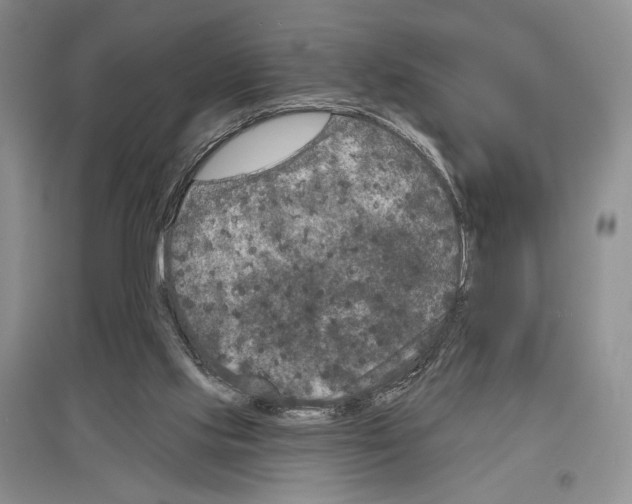 X0000097290061200803141519