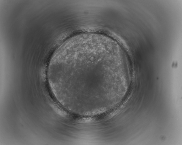 X0000097290065200803141519