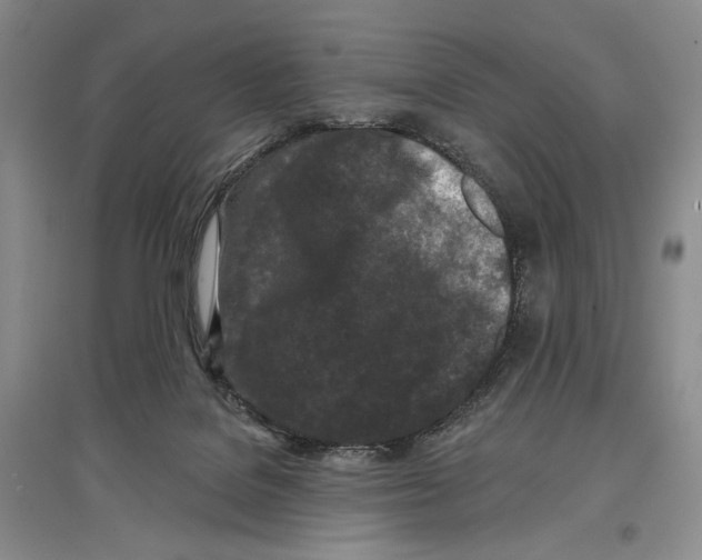 X0000097290076200803141520