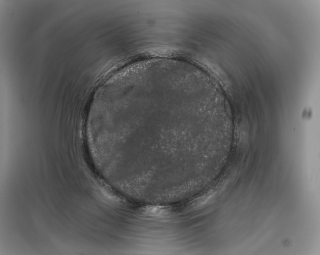 X0000097290117200803141519