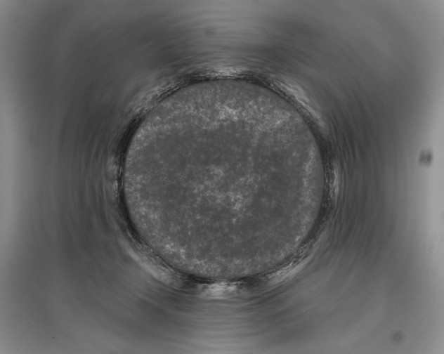 X0000097290366200803141515