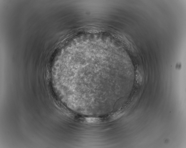 X0000097290371200803141515