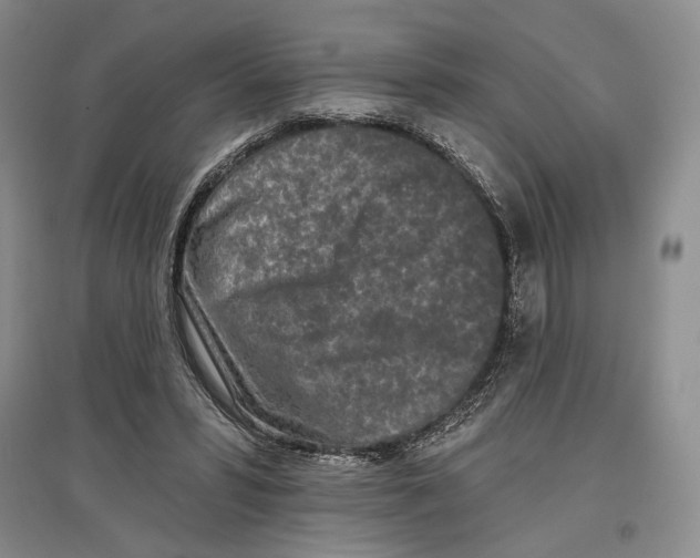 X0000097290399200803141515