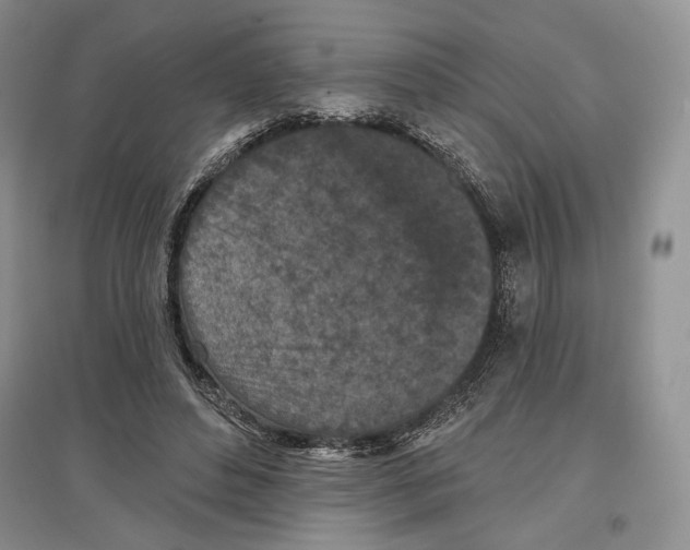 X0000097290496200803141513