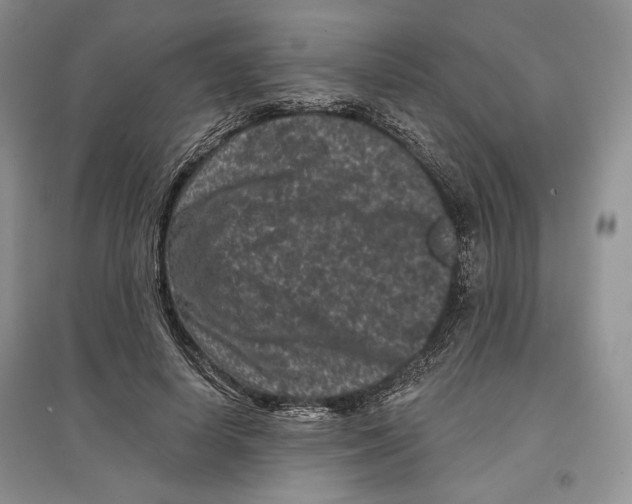 X0000097290642200803141511