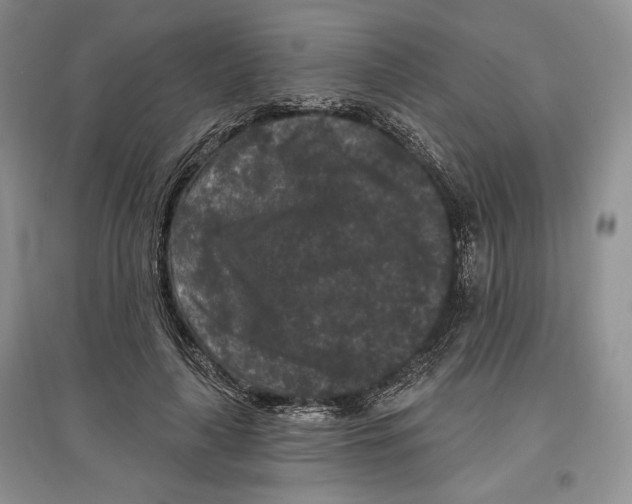 X0000097290643200803141511