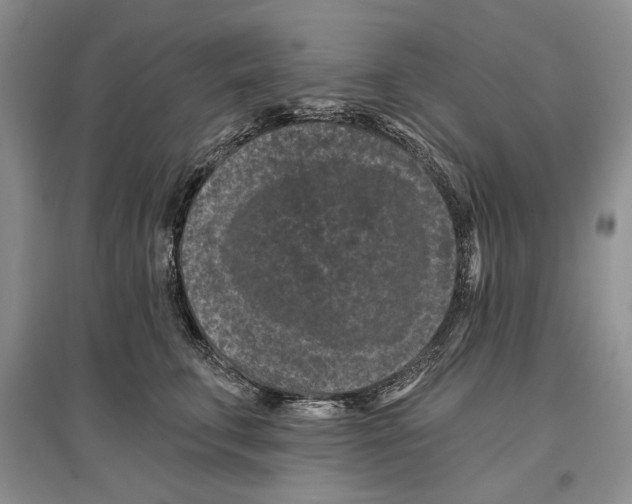 X0000097290711200803141510