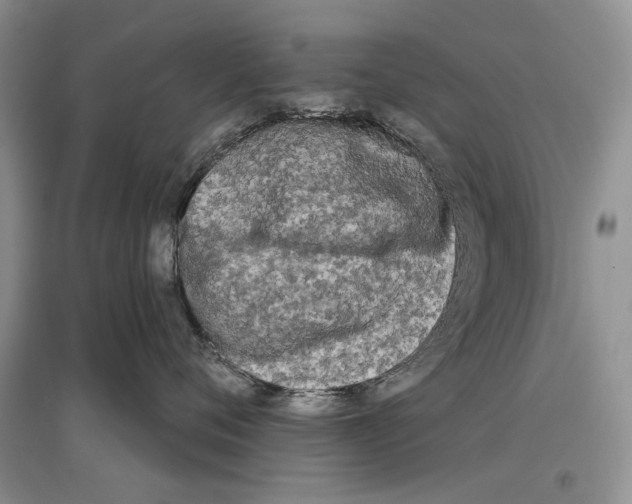 X0000097290720200803141510