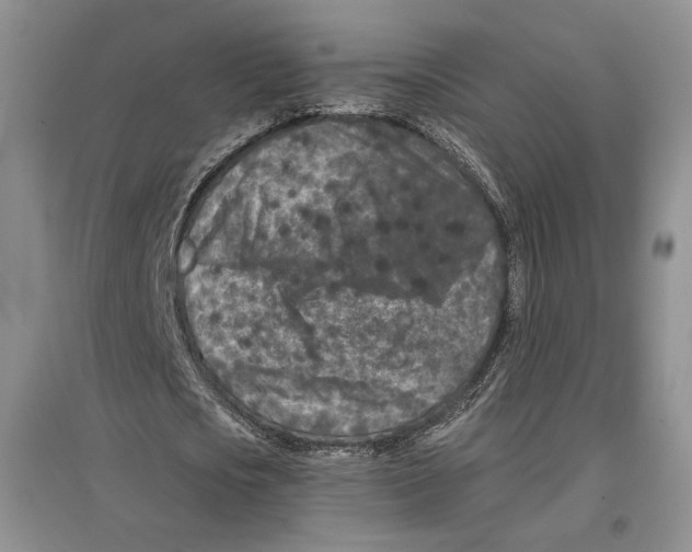 X0000097290721200803141510