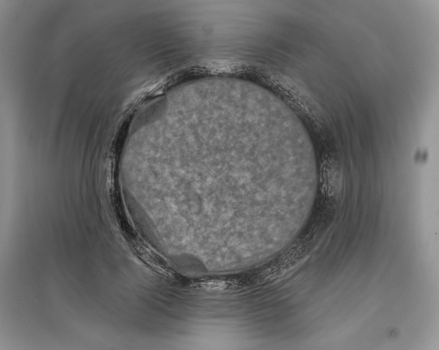 X0000097290740200803141510