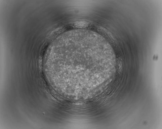 X0000097290745200803141510