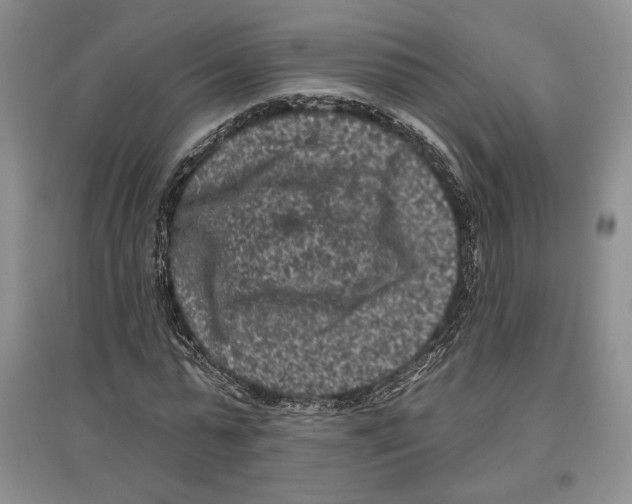 X0000097290775200803141510