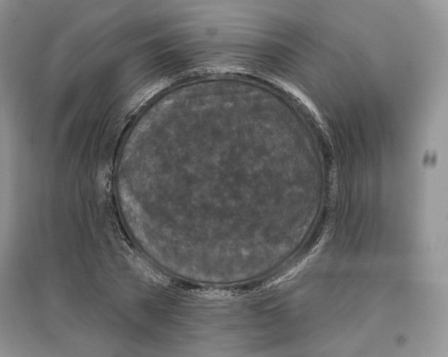 X0000097290785200803141509