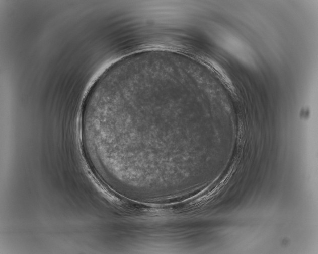 X0000097290796200803141509