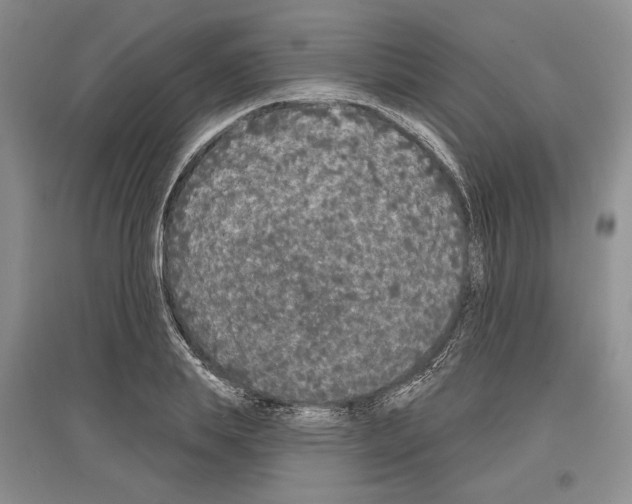 X0000097290839200803141509