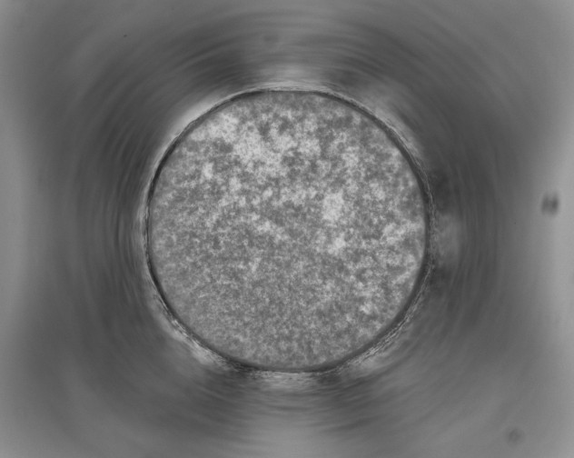 X0000097290856200803141509