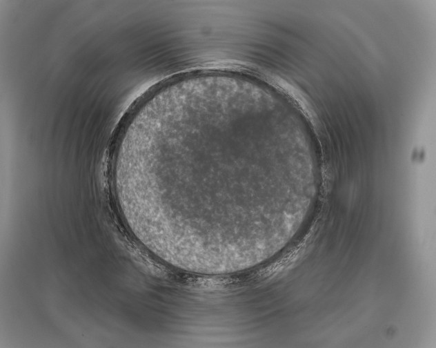 X0000097290875200803141508