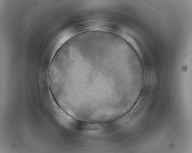 X0000097291338200803141502