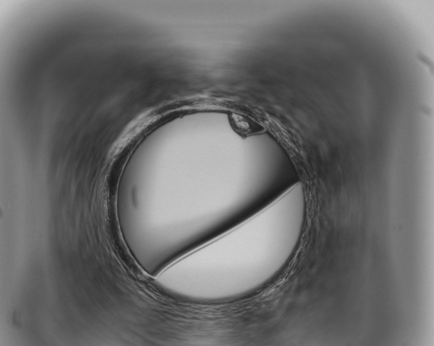 X0000097300295200802151129